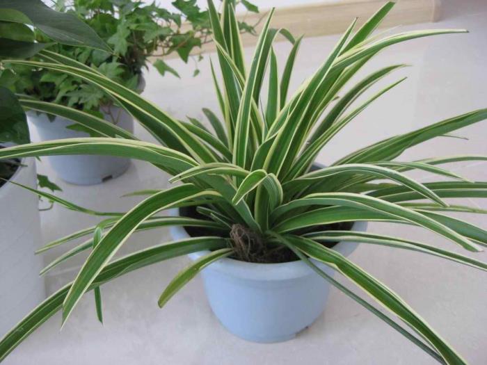 冬天冻不死的常绿植物(冬天最适合养的4种绿植)