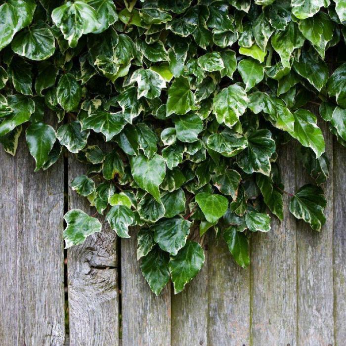 冬天冻不死的常绿植物(冬天最适合养的4种绿植)