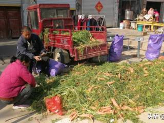冬天什么最好卖（农民集市上卖冬天热销蔬菜）