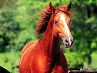 赤兔马是谁的坐骑（三国中赤兔马到底活了多少岁）