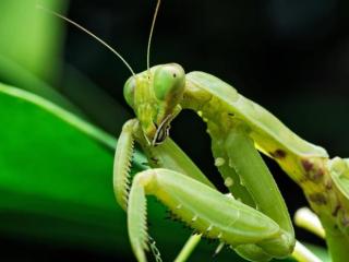 螳螂为什么吃自己配偶（母螳螂为什么以丈夫为食）