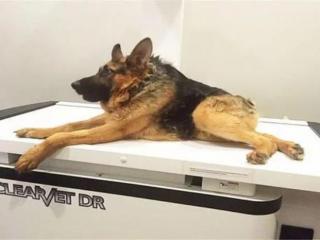 两厢狗是什么品种（没有脖子的两厢狗走红）