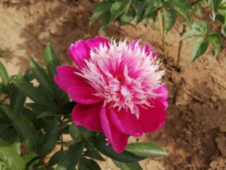 象征爱情的东西（这5种花才代表爱情）