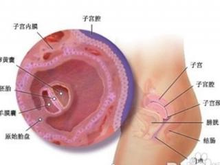 b超看胎儿性别图解（4个月就完全能看清胎儿性别了）