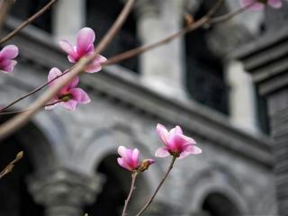 城南旧事宋妈怎么死的（驴打滚儿——宋妈与她的丈夫）