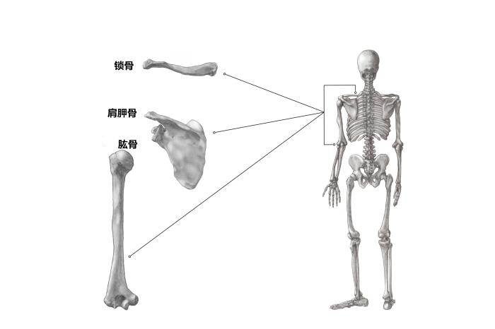 弊骨在人体的位置图片图片