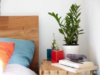 最适合放卧室的植物（特别适合养卧室的几种植物）