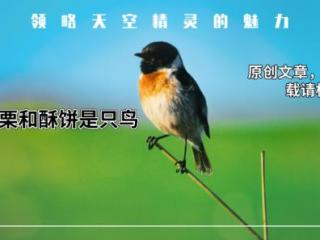 什么鸟不会飞（看看这些不会飞的鸟）