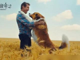 一条狗的使命是什么狗（一条狗的使命是什么）