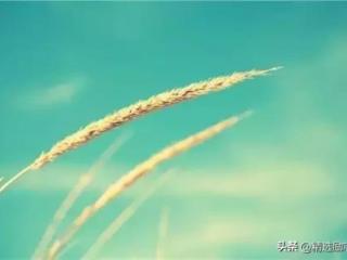 没有期望就没有失望的语录（不抱怨、不失望、不追逐、不计较）