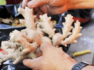 马来西亚黄志明（马来西亚华人学种姜绿化家居）