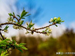 茶给人一种什么感觉（总给人一种苦尽甘来的感觉）