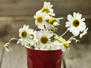 分手送什么颜色的玫瑰花，这些是代表分手的花