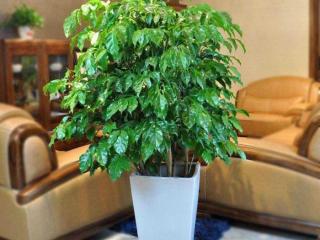 朋友搬家送什么花寓意好（几种适合搬家适合送的植物）