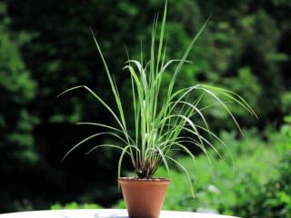 柠檬草的花语（这些花的花语你知道吗）