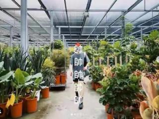 林宥嘉邓紫棋分手原因（和邓紫棋秘恋4年的林宥嘉）