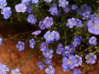 怎样让感情保持新鲜长久（多半能让感情保持新鲜感）