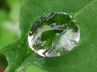 小露珠像什么（小小的露珠）