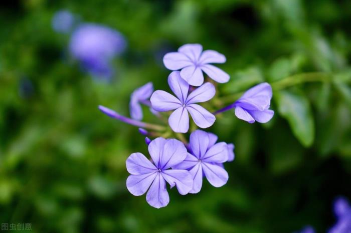 世界上花语最冷漠的花蓝雪花的花语和传说