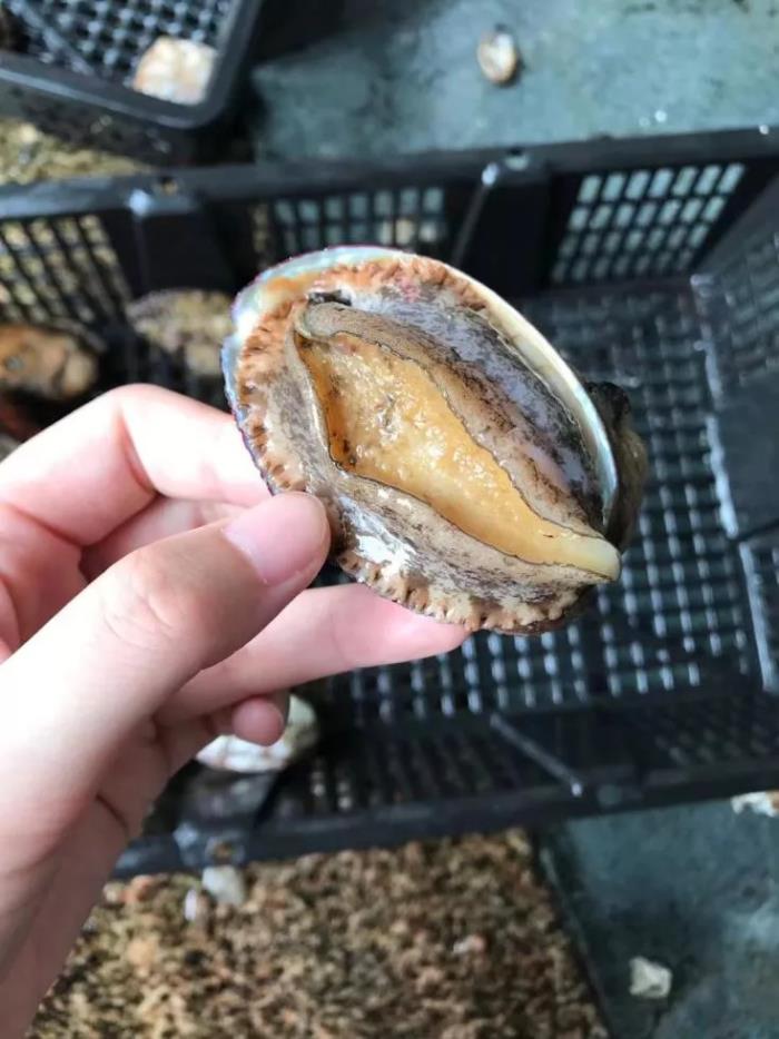 鲍鱼像什么鲍鱼这些年经历了什么