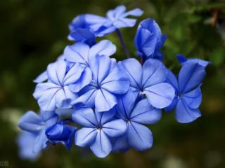世界上花语最冷漠的花（蓝雪花的花语和传说）