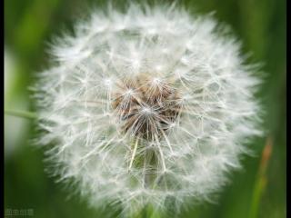 蒲公英泡水能天天喝吗（蒲公英味甘性寒）