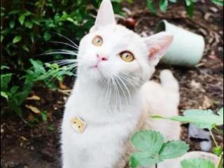 宠物猫排行（猫界排行榜之受欢迎的猫）