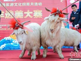 中国选美大赛，羊界选美大赛