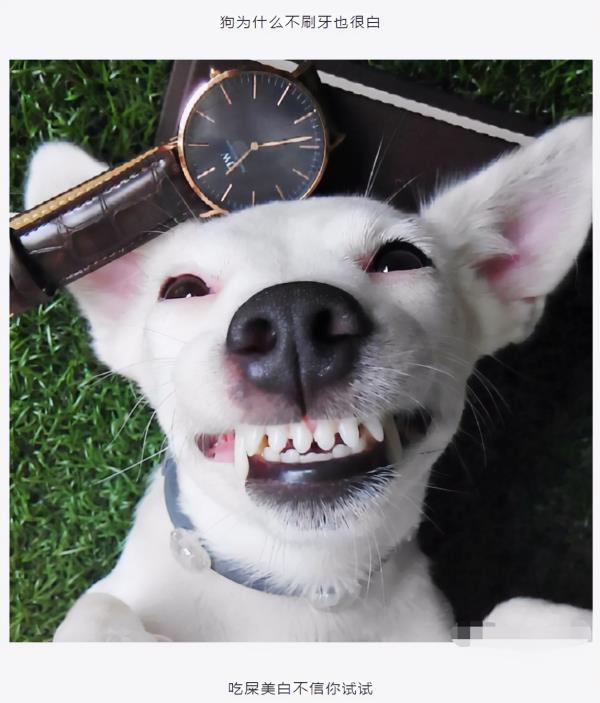 狗为什么不刷牙,牙齿也很白?