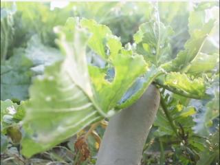 拔萝卜的正确技巧，萝卜贮藏小技巧