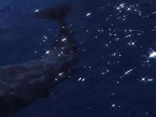 暗恋的句子不要太明显的，那些关于暗恋很美的句子