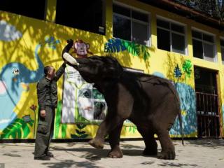 爸爸像大象怎么描写，探访云南西双版纳大象爸爸