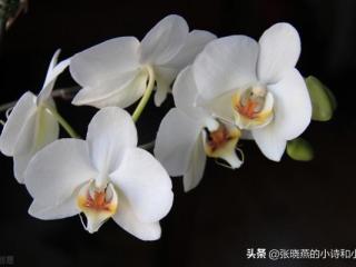 爸妈不让我去老公家过年，不再跟老公回家过年