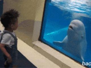 白鲸为什么能听懂人话，白鲸为什么喜欢逗小孩