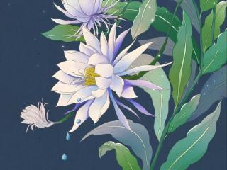 昙花梦结局，昙花一现为韦陀最终的结局并不凄美