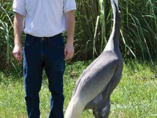 第二任丈夫，雌鹤连杀两任丈夫后爱上美国饲养员