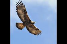 2012年春晚吓人（2012年东北一只金雕）