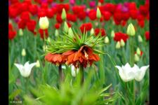 某年某月歌词（某年某月某日）