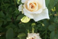 蜗牛人图片（蜗牛般的人(并非慢)）