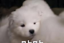 贴贴是什么意思梗（-贴贴是什么梗）