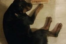 面包狗什么意思（狗狗每天守着面包但不偷吃）