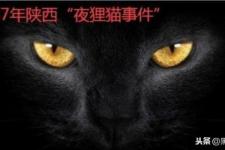 代号夜狸猫事件（1987年陕西夜狸猫事件）