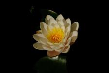 女人死心了还有感情吗（女人彻底死心的三大表现）