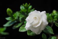 老公跟我提出离婚我该怎么办（老公跟你提离婚）