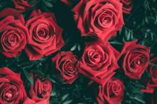 夫妻相处的十大原则（夫妻和恋人之间相处的五大原则）