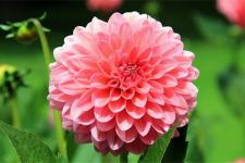 女人对男人死心了还能挽回吗（女生真正死心还有机会挽回吗）