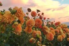 夫妻之间要怎么经营婚姻（夫妻之间到底该如何经营婚姻）