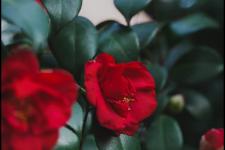 女人铁了心要离婚的心理（女人一旦有了离婚的念头）