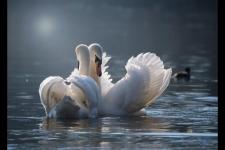 男朋友给我分手了怎么挽回她（男朋友跟我分手了）