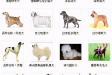 狗狗品种大全及图片（认识狗狗的种类）